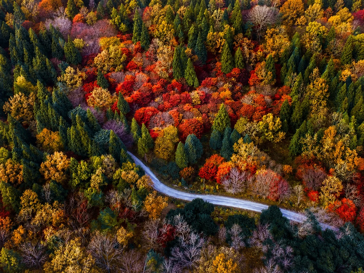 Осенний лес на склонах Сораксана и дорога, петляющая между деревьями